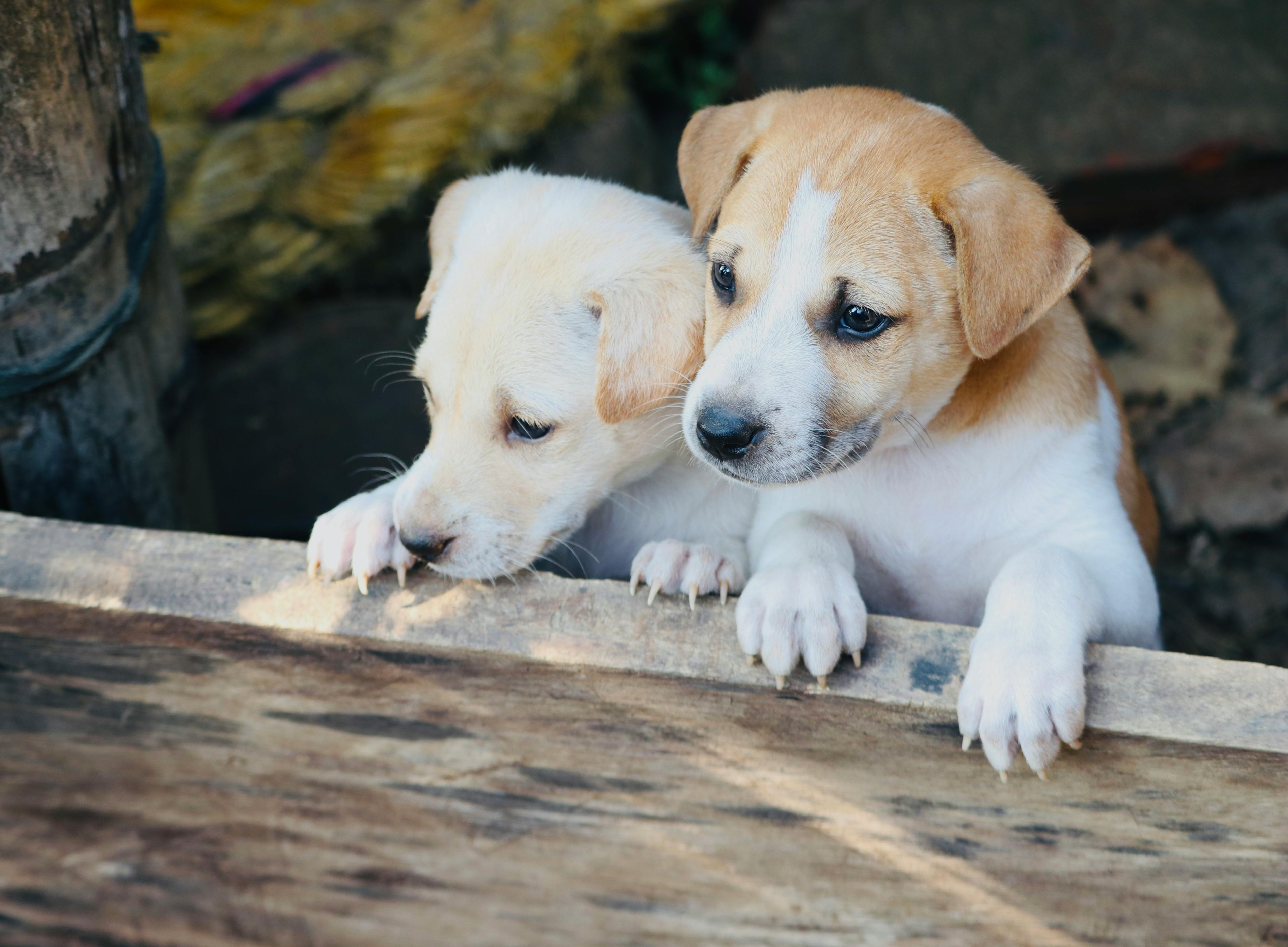 A heartwarming close-up of two adorable puppies—one cream-colored and one tan and white—peeking curiously over a rustic wooden edge. The soft, natural lighting captures their expressive eyes and innocent expressions, perfectly representing the LéJoyee brand's commitment to pet happiness.