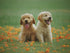 A heartwarming portrait of two happy Golden Retriever puppies—one light cream and one golden—sitting side-by-side on a green lawn scattered with orange petals. Both puppies have joyful expressions with their tongues out, perfectly capturing the LéJoyee brand's promise of a "Paw-fect Life."