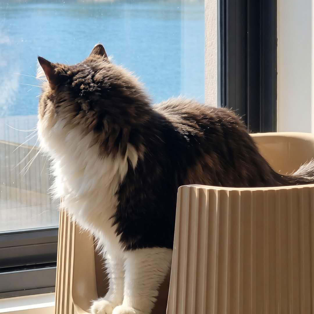 Nayuki, LéJoyee's Cat Officer