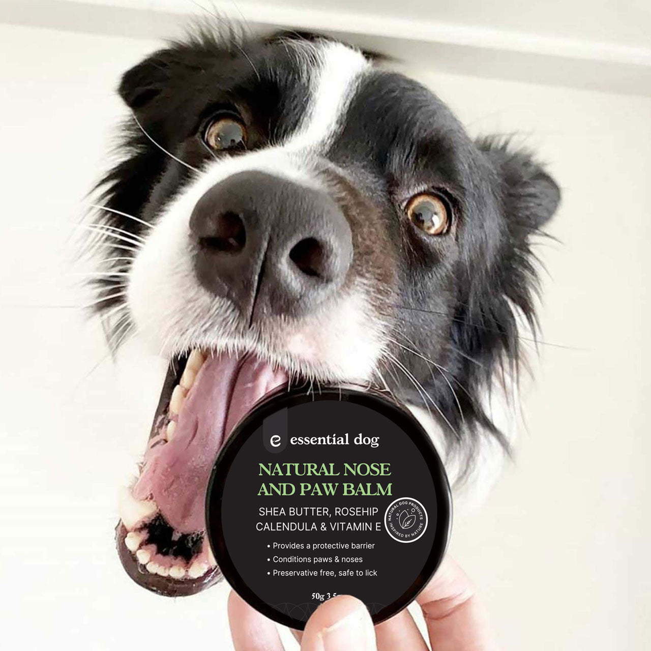 A happy Border Collie holding the Natural Nose and Paw Balm. 100% toxin-free and safe to lick, making it the perfect &