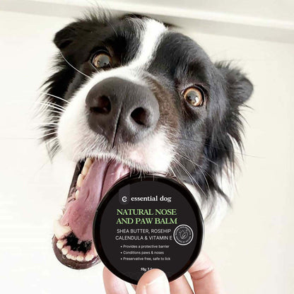 A happy Border Collie holding the Natural Nose and Paw Balm. 100% toxin-free and safe to lick, making it the perfect &