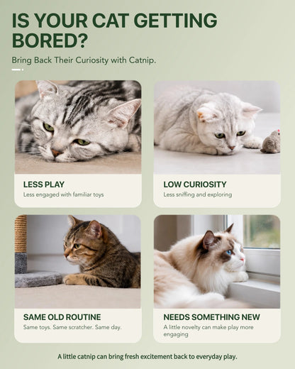 MICHU Euphoria Dried Catnip Flakes infographic showing cats with reduced play, curiosity or interest and catnip as an everyday enrichment option