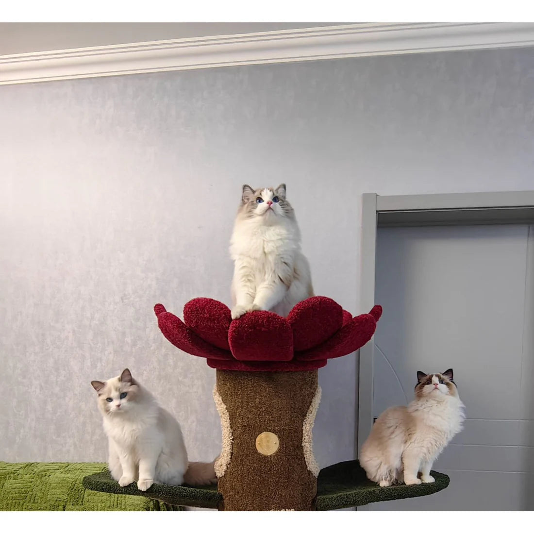 Three beautiful Ragdoll cats safely enjoying the red variant of the Camily Sunflower Cat Tree in a modern home, demonstrating its exceptional wobble-free stability for multi-cat households.