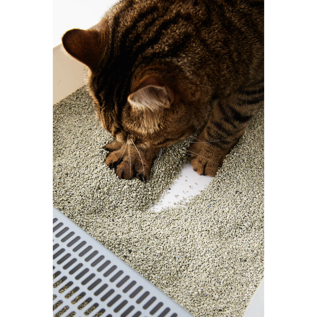 Cat digging in a tray filled with OPET sodium bentonite mineral cat litter