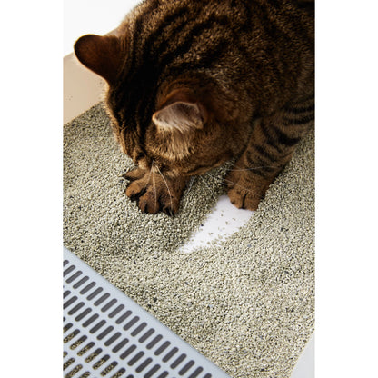 Cat digging in a tray filled with OPET sodium bentonite mineral cat litter
