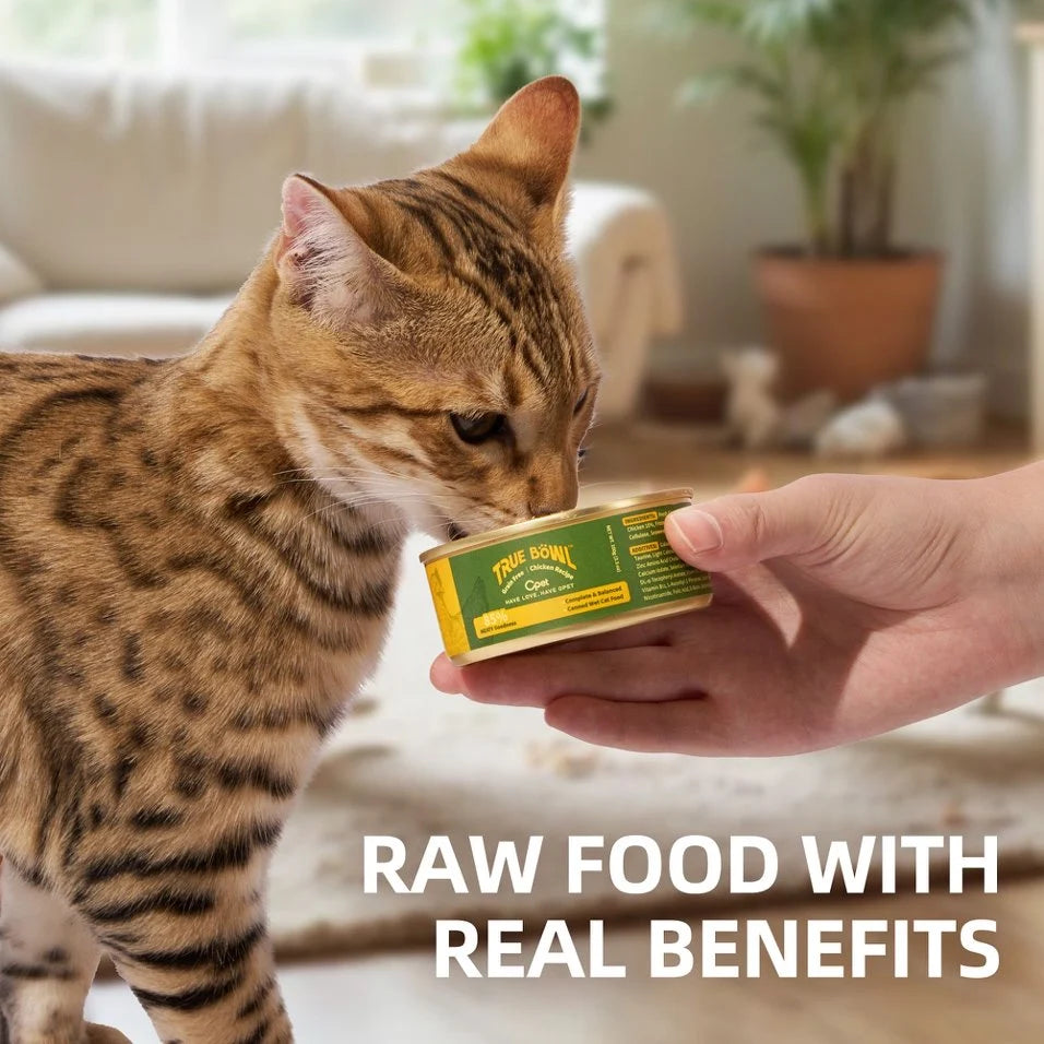 Cat inspecting a can of OPET TRUE BÖWL Chicken Recipe wet cat food
