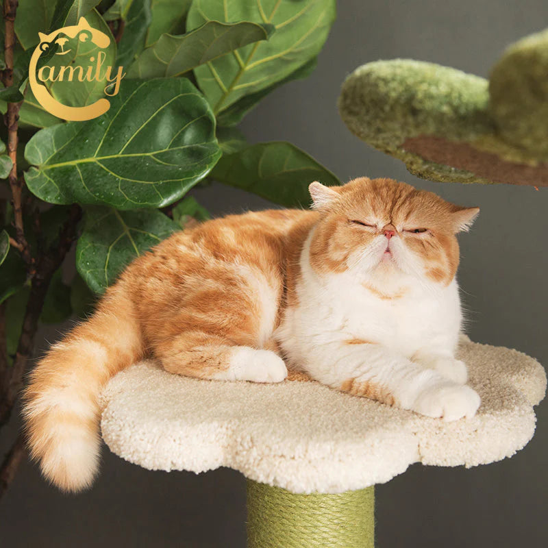 A cute orange cat sleeping peacefully on the soft, heavy-duty nylon fiber velvet flower platform of the Camily cat tree, showcasing the comfortable and secure lounging space.