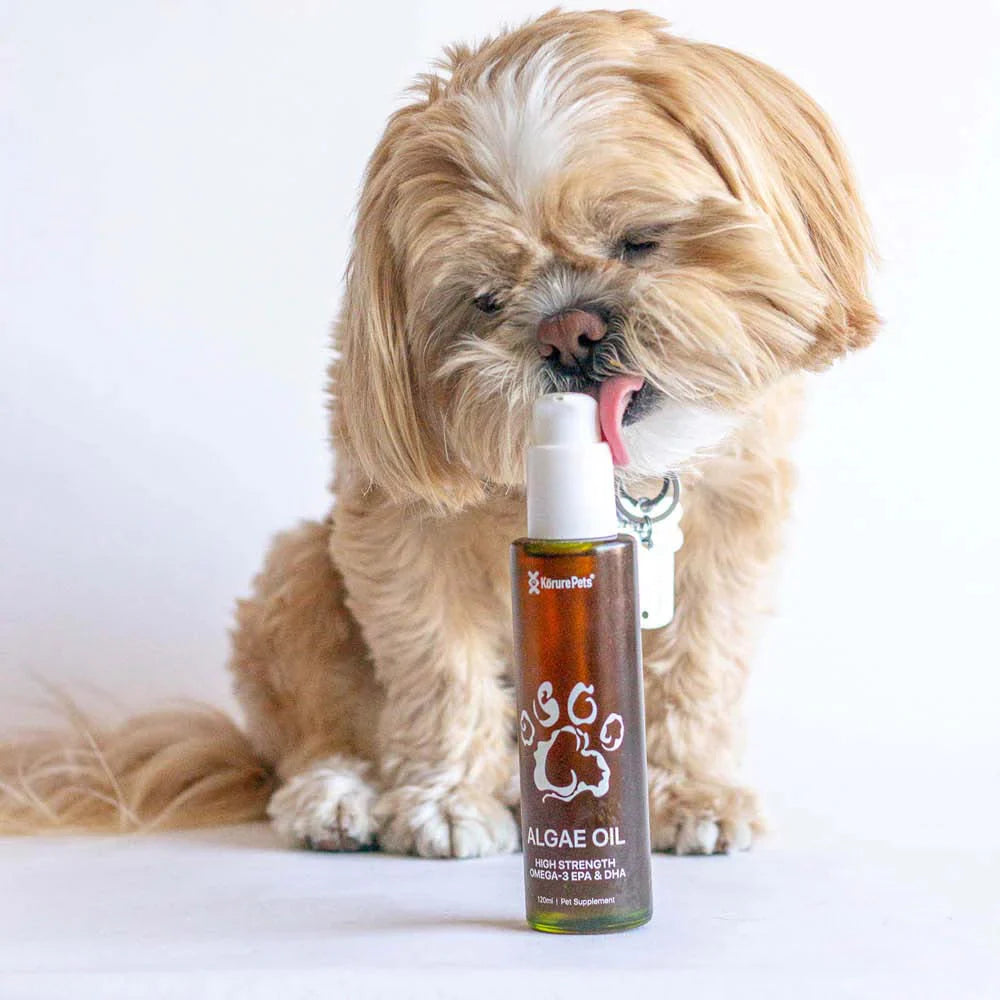 A fluffy Shih Tzu happily licking a bottle of Kōrure Pets Algae Oil. Demonstrates the neutral taste and picky-eater approved formula of this plant-based Omega-3.