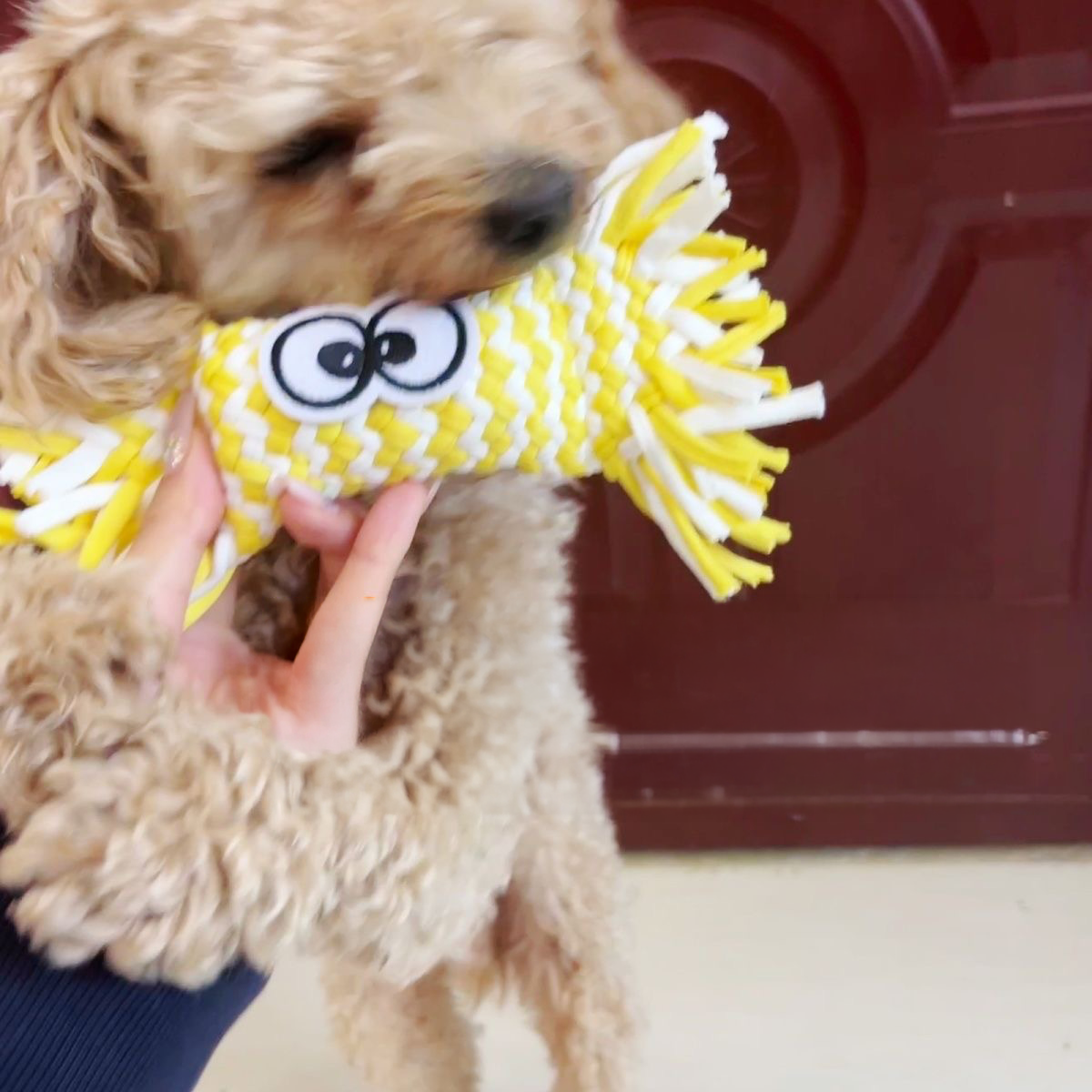 A fluffy toy Poodle actively biting into the yellow woven candy squeaky toy held by a person&