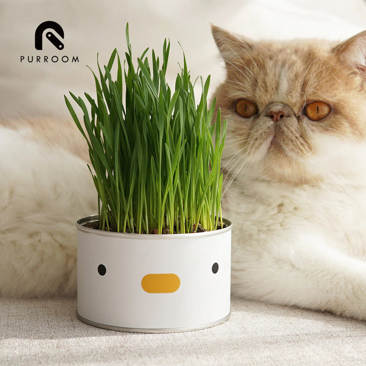 Cat grass in a decorative pot with a cat in the background, featuring the brand &