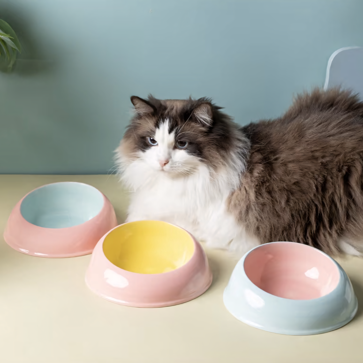 A beautiful fluffy Ragdoll cat sitting peacefully next to three Milk Candy two-tone ceramic bowls. Designed for all breeds, especially preventing whisker fatigue in fluffy cats.