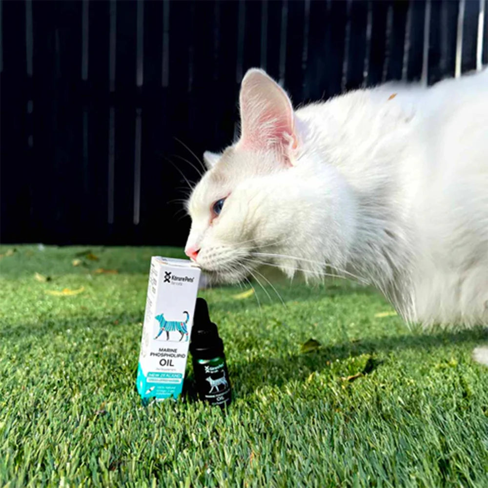 A fluffy white cat curiously sniffing a box and 9ml dropper bottle of Kōrure Pets Marine Phospholipid Oil outdoors on green grass. An easy-to-administer liquid joint supplement.