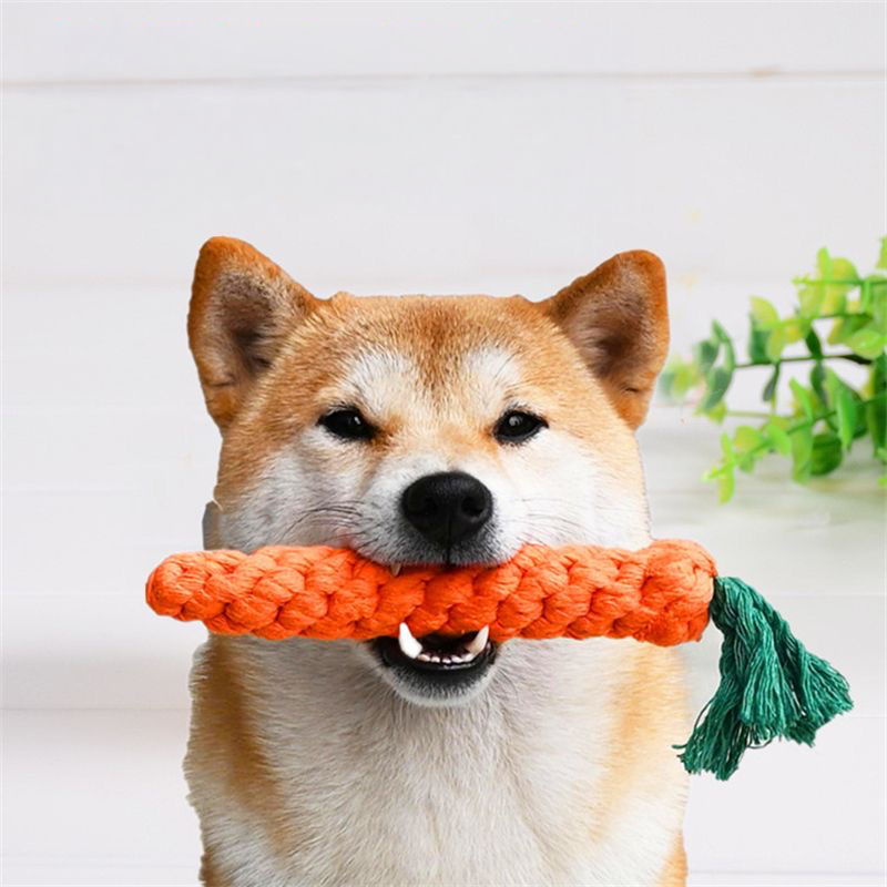 A cute Shiba Inu dog holding the vibrant orange woven rope carrot toy in its mouth, demonstrating the 20cm size and the adorable "Healthy Harvest" look.