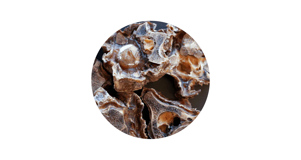 A close-up of a single 100% pure air-dried New Zealand veal neck bone, showing the porous and crunchy bone structure that helps scrape away plaque.