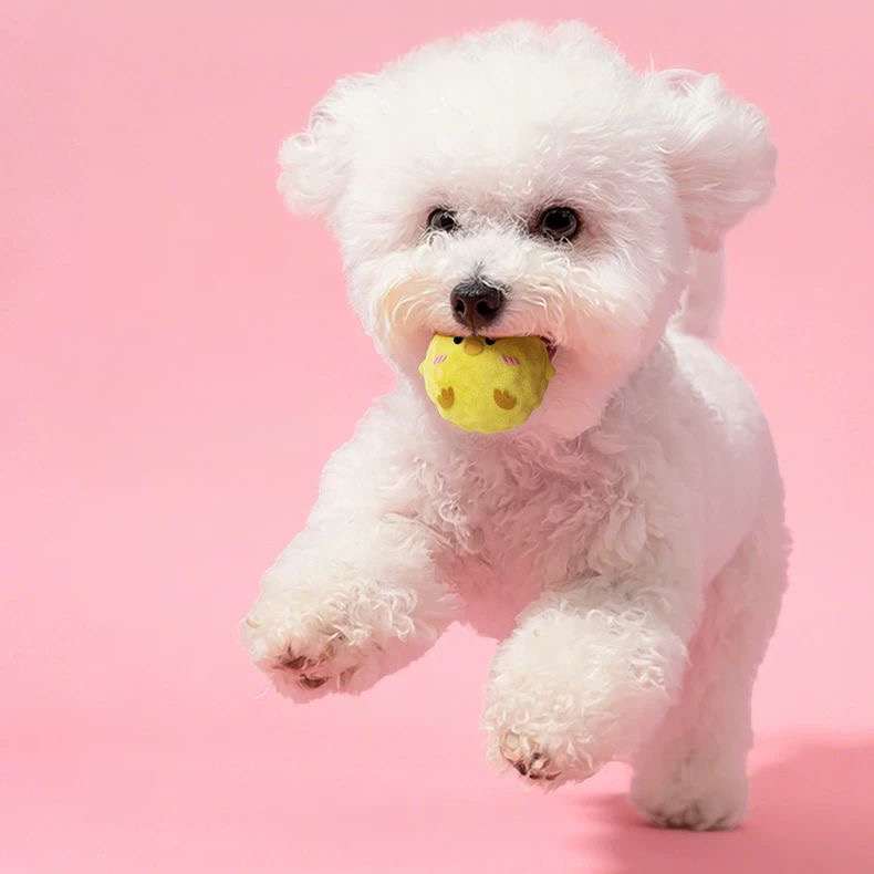 An adorable white dog running and catching the Yellow Chick plush squeaky ball in its mouth against a vibrant pink background.