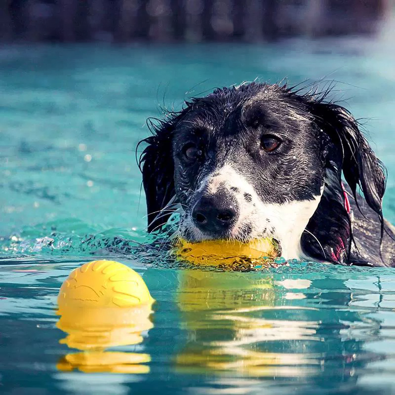 A joyful dog swimming in clear blue water, happily retrieving the bright yellow solid fetch ball in its mouth, demonstrating its floating water toy capability for beach and lake play.