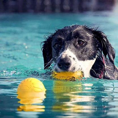 A joyful dog swimming in clear blue water, happily retrieving the bright yellow solid fetch ball in its mouth, demonstrating its floating water toy capability for beach and lake play.