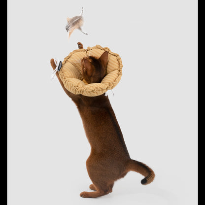 An Abyssinian cat standing on its hind legs playing with a feather wand toy while wearing the yellow gingham recovery collar, showing a full field of vision.