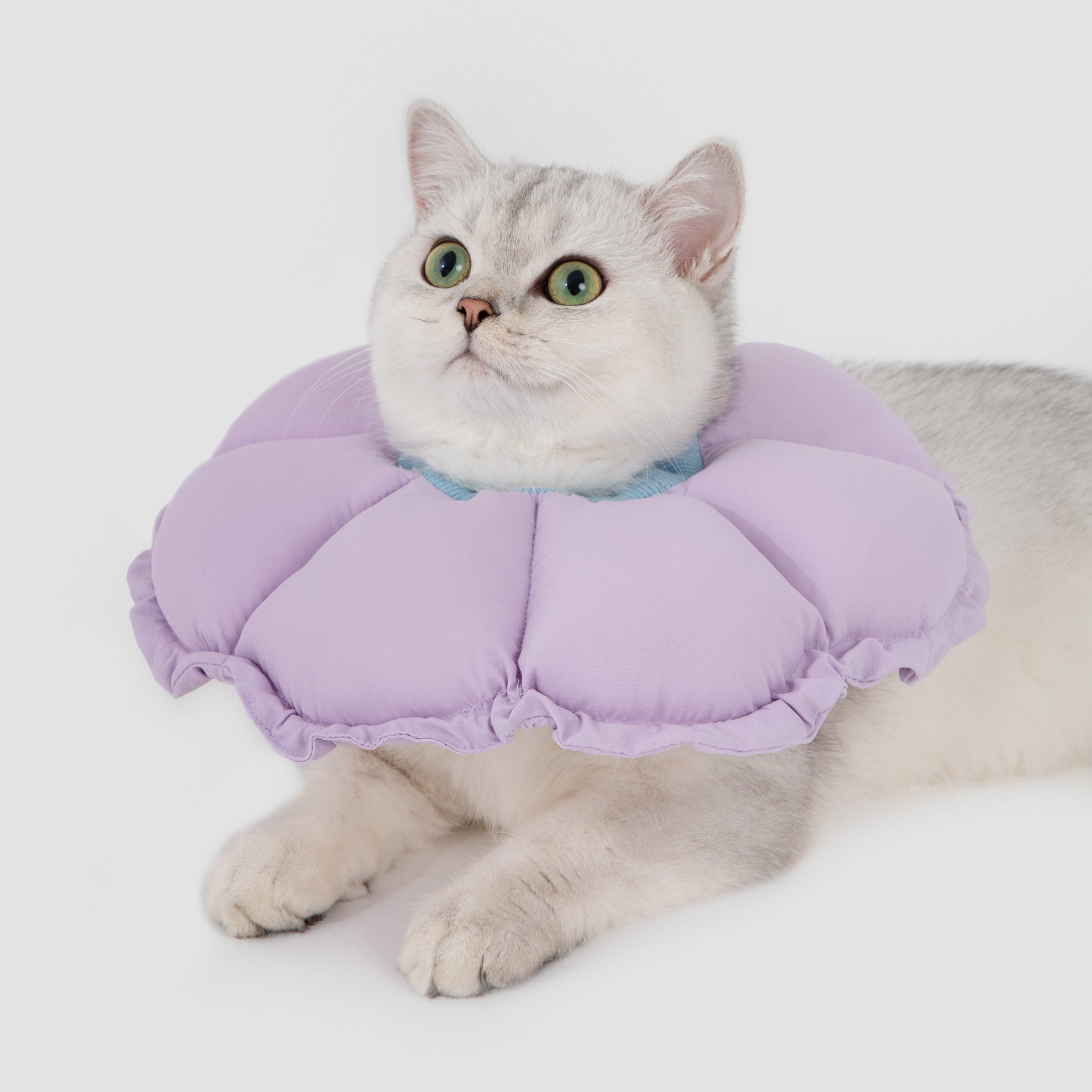 A cute cat sitting comfortably wearing the purple flower-shaped plush cone, demonstrating a full field of vision without the restriction of a traditional plastic cone