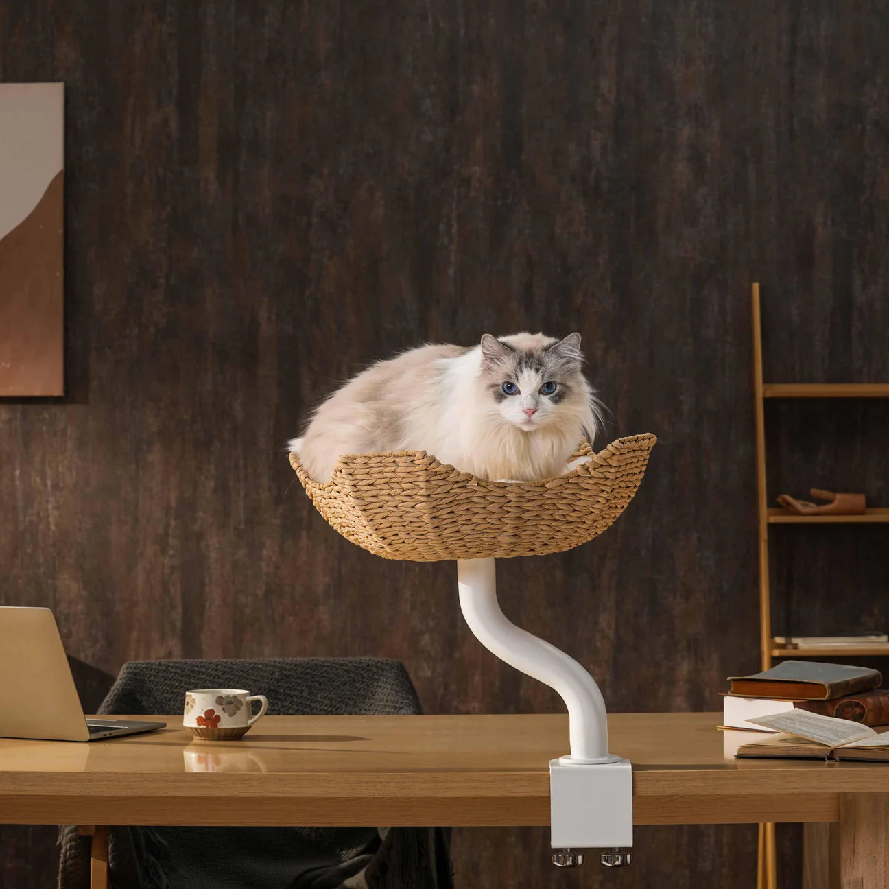 A beautiful fluffy Ragdoll cat resting peacefully in the white Michu DeskMate cat perch attached to a wooden office desk, next to a laptop and coffee mug.