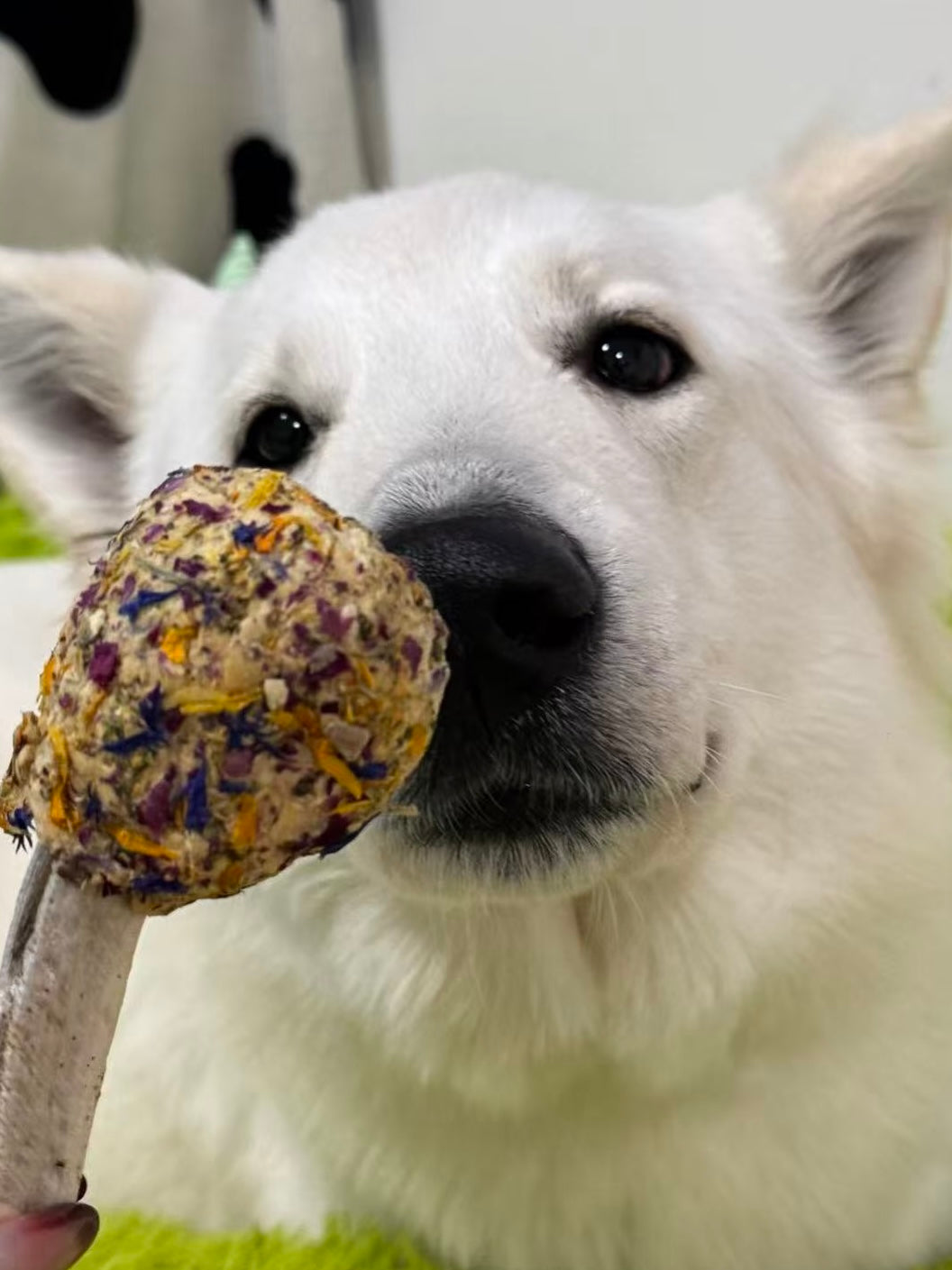 A large white dog curiously sniffing a Paw Lollipop, showing the treat&