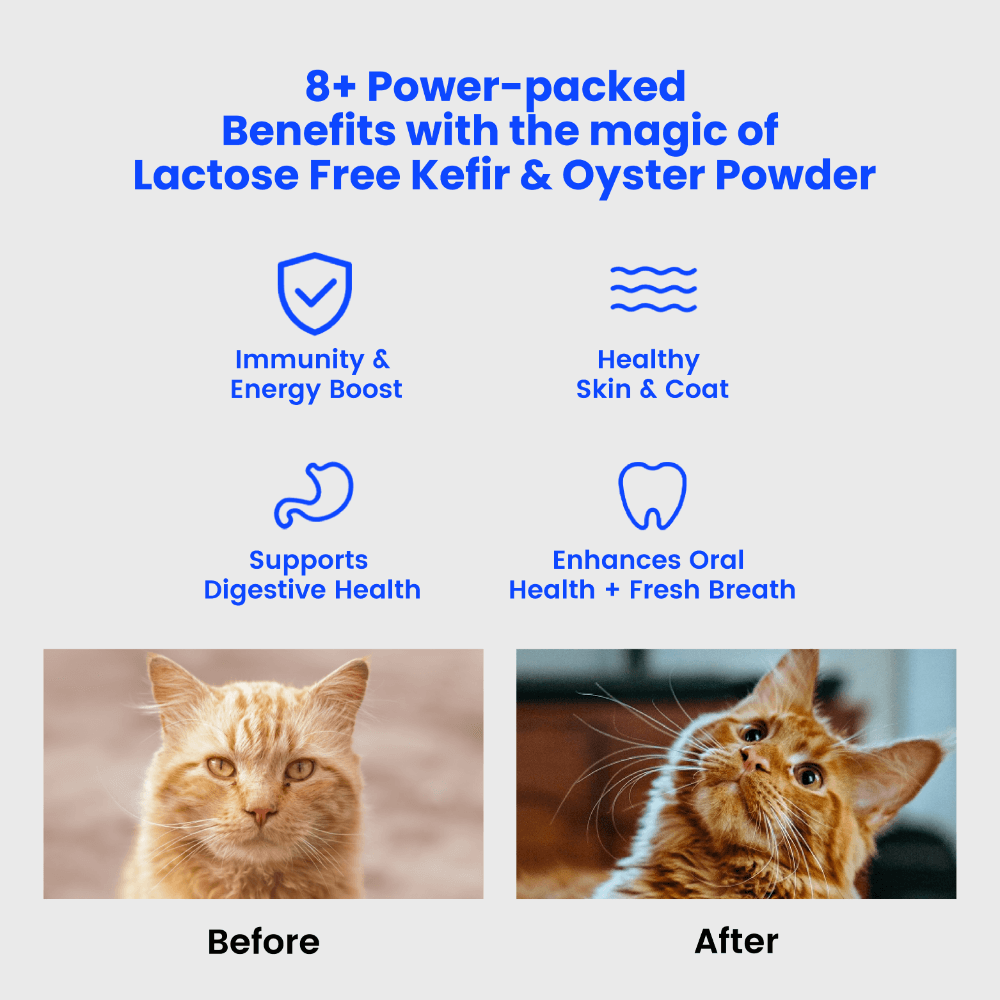 Wonderfur freeze-dried yogurt chew benefits shown with a before-and-after cat comparison