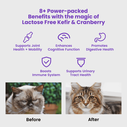 Wonderfur Senior Support infographic featuring lactose-free kefir and cranberry