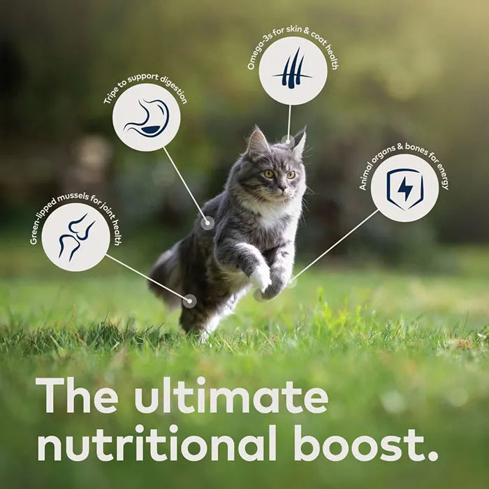 A cat running outdoors illustrating the nutritional benefits of ZIWI Peak wet food, including Omega-3s, animal organs for energy, and New Zealand Green Mussels for joint health.